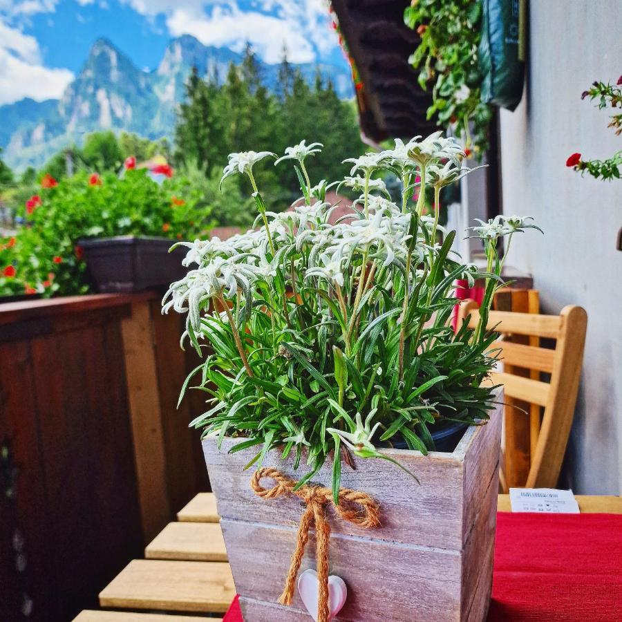 Amor Tirol Busteni (Adults Only) Eksteriør bilde